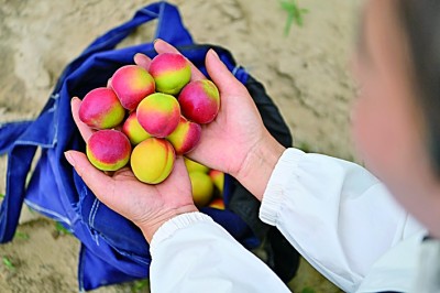 鸿运配资  果香四溢处，乡村振兴正书写着充满甘甜与希望的答卷——“果篮经济”正当时